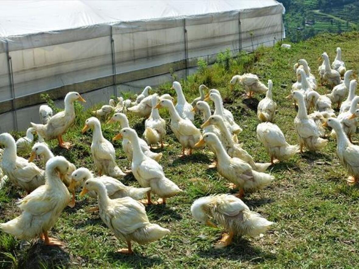 indreni-organic-farm-rainbow-children-home-new-poultry-farm-7